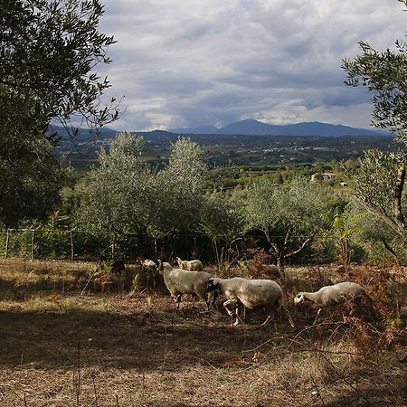 Tenuta Cerreto Calvi Vecchia Esterno foto